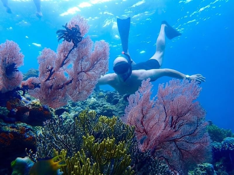 Menjangan Island Snorkeling