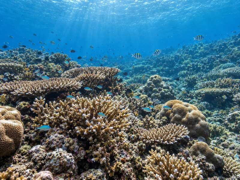 Coral and tropical fish at Jemeluk Bay
