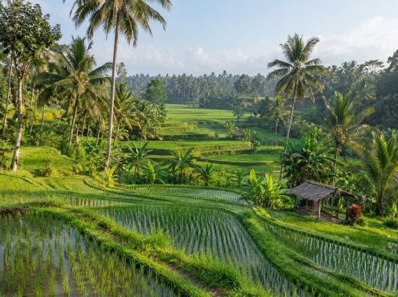 Green rice fields around Ubud showing the inland atmosphere of Bali