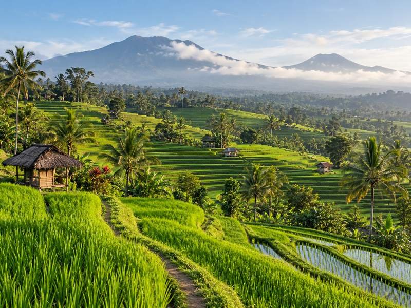 Panoramic view of Jatiluwih rice terraces with traditional farming landscapes